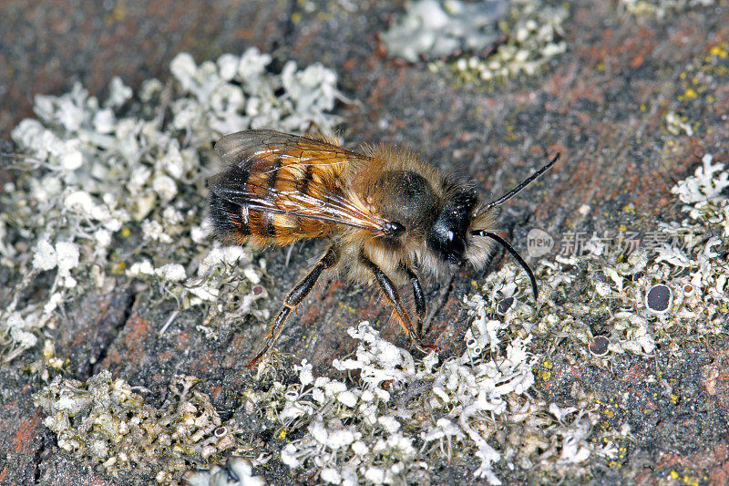野蜂Osmia bicornis (Osmia rufa)是石蜂的一种，又称红石蜂。